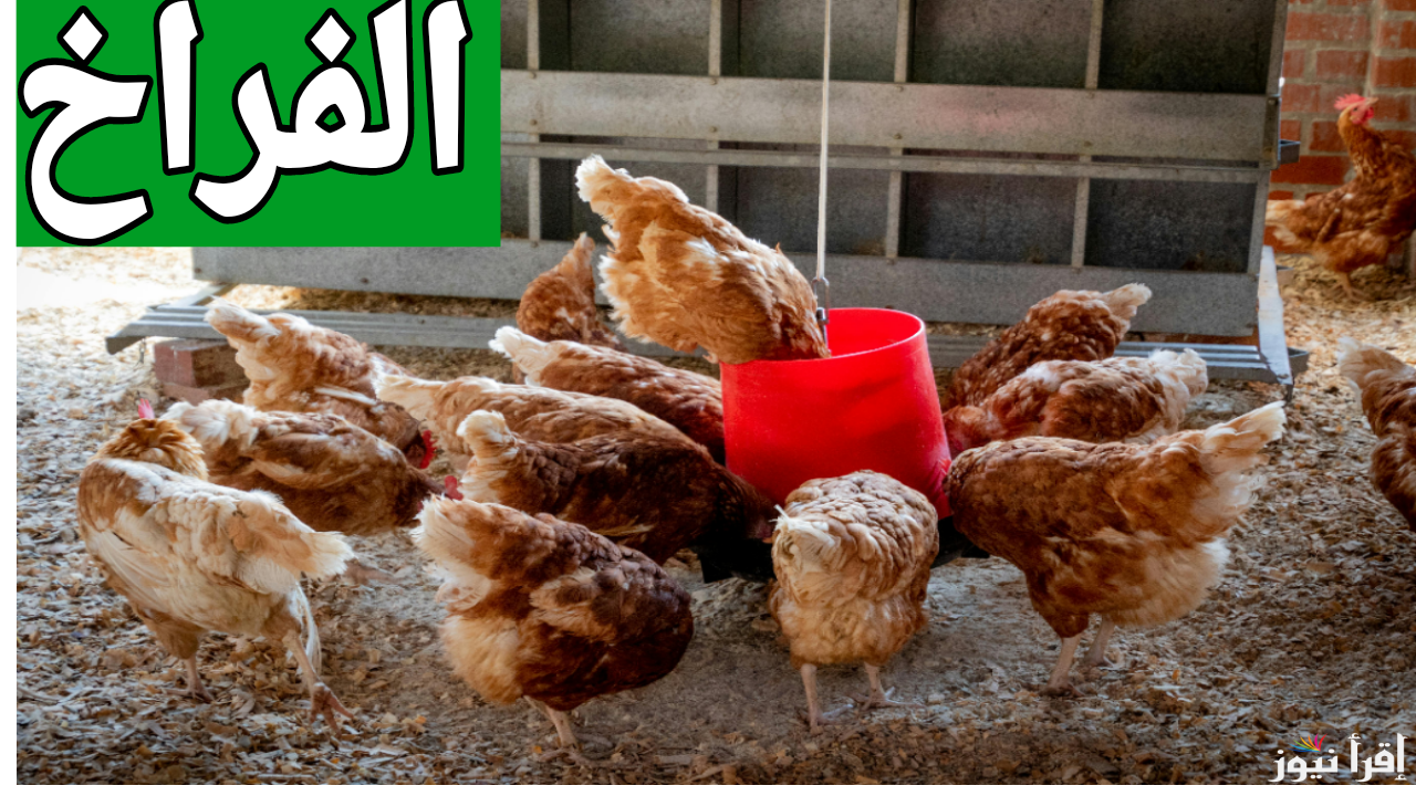 البلدي والساسو بكام قبل رمضان.. أسعار الفراخ اليوم الإثنين 30 ديسمبر 2024 في مصر بجميع انواعها