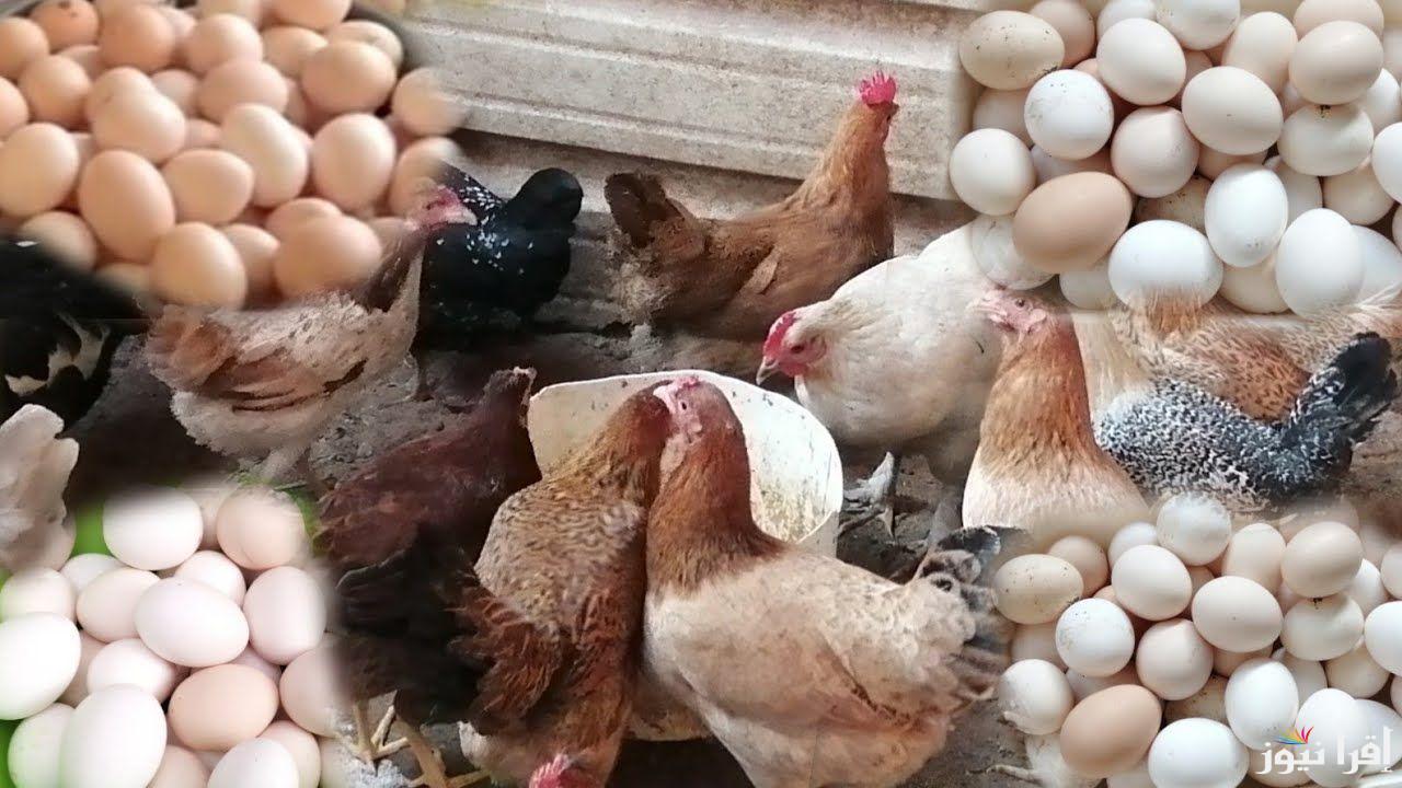 الساسو بكام بعد الارتفاع؟.. سعر الفراخ البيضاء والساسو وكرتونة البيض بالأسواق اليوم الثلاثاء 10 ديسمبر 2024