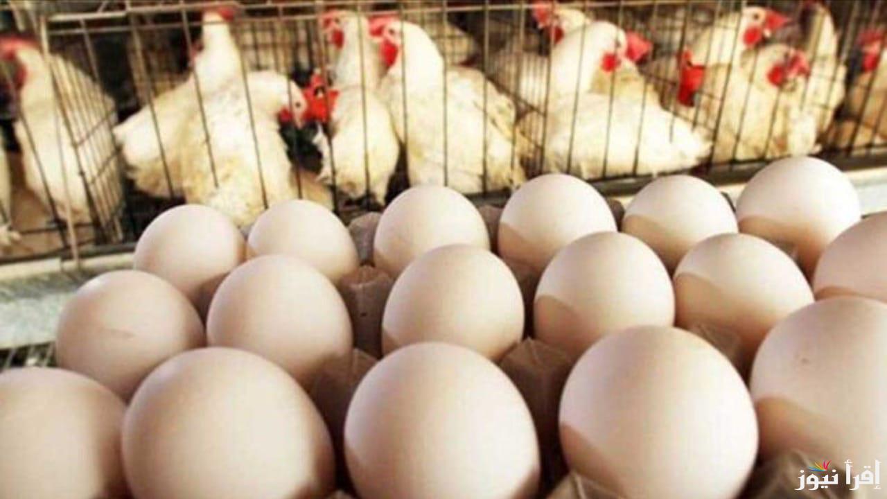 الفراخ بكام النهاردة؟…تعرف علي اسعار البيض والدواجن اليوم 5 سبتمبر في مصر