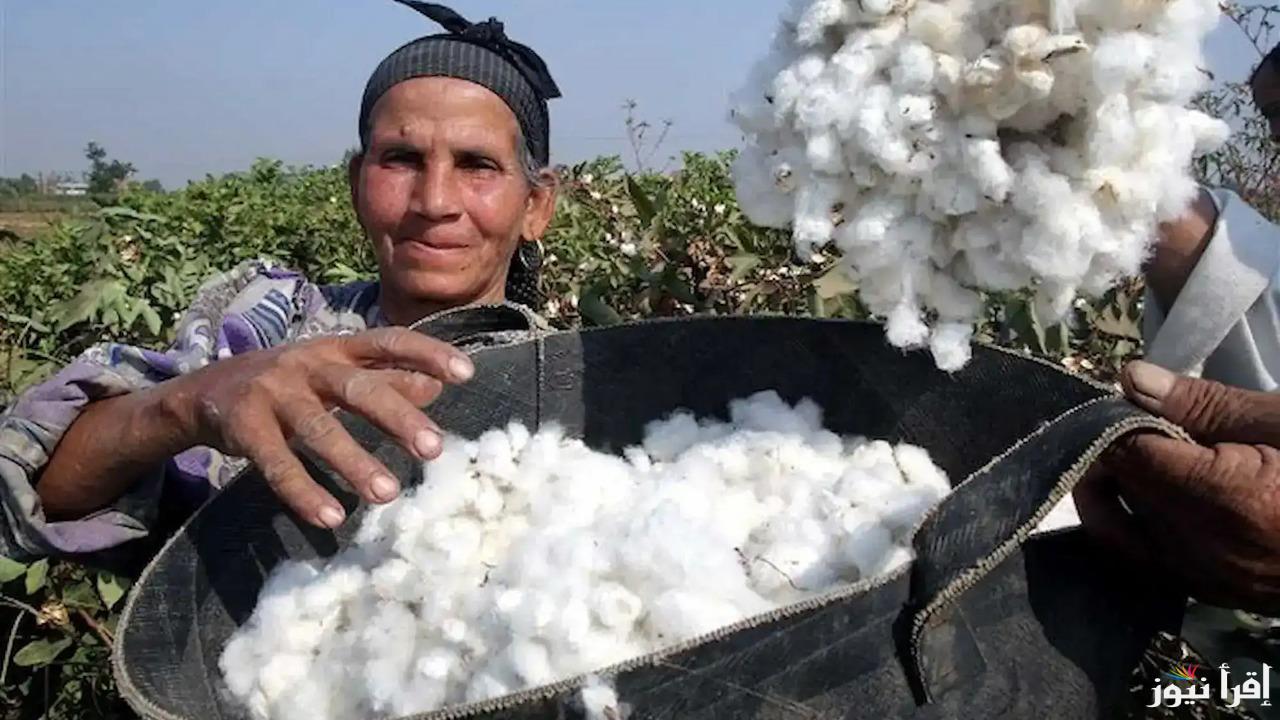 “الذهب الأبيض يفاجئ الكل”.. سعر قنطار القطن اليوم الاثنين 9-12-2024 في المحافظات