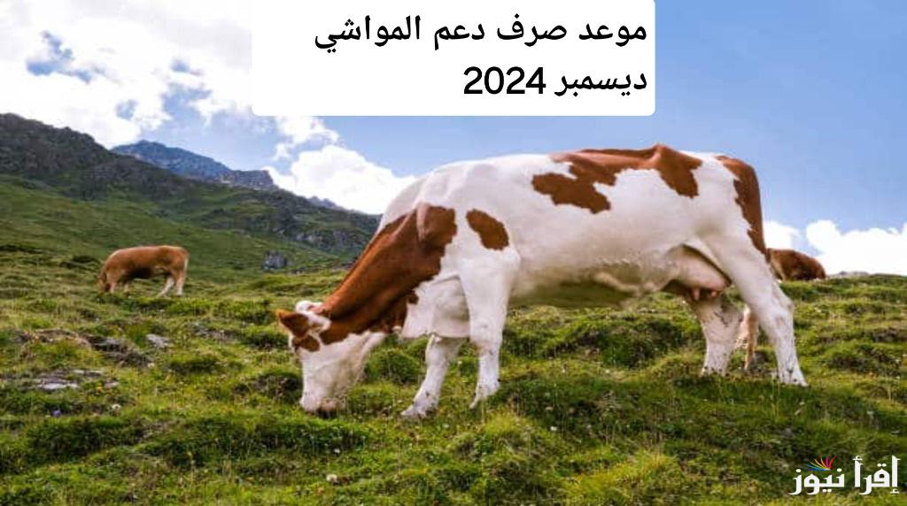 خبر سار للمربيين..موعد صرف دعم المواشي ديسمبر 2024 وكيفية الاستعلام