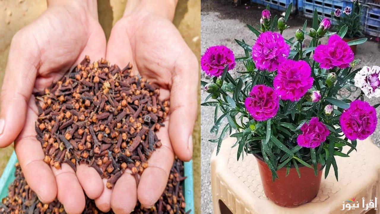 استمتعي برائحة عطرة.. طريقة زراعة القرنفل في المنزل من البذور في 5 خطوات بسيطة