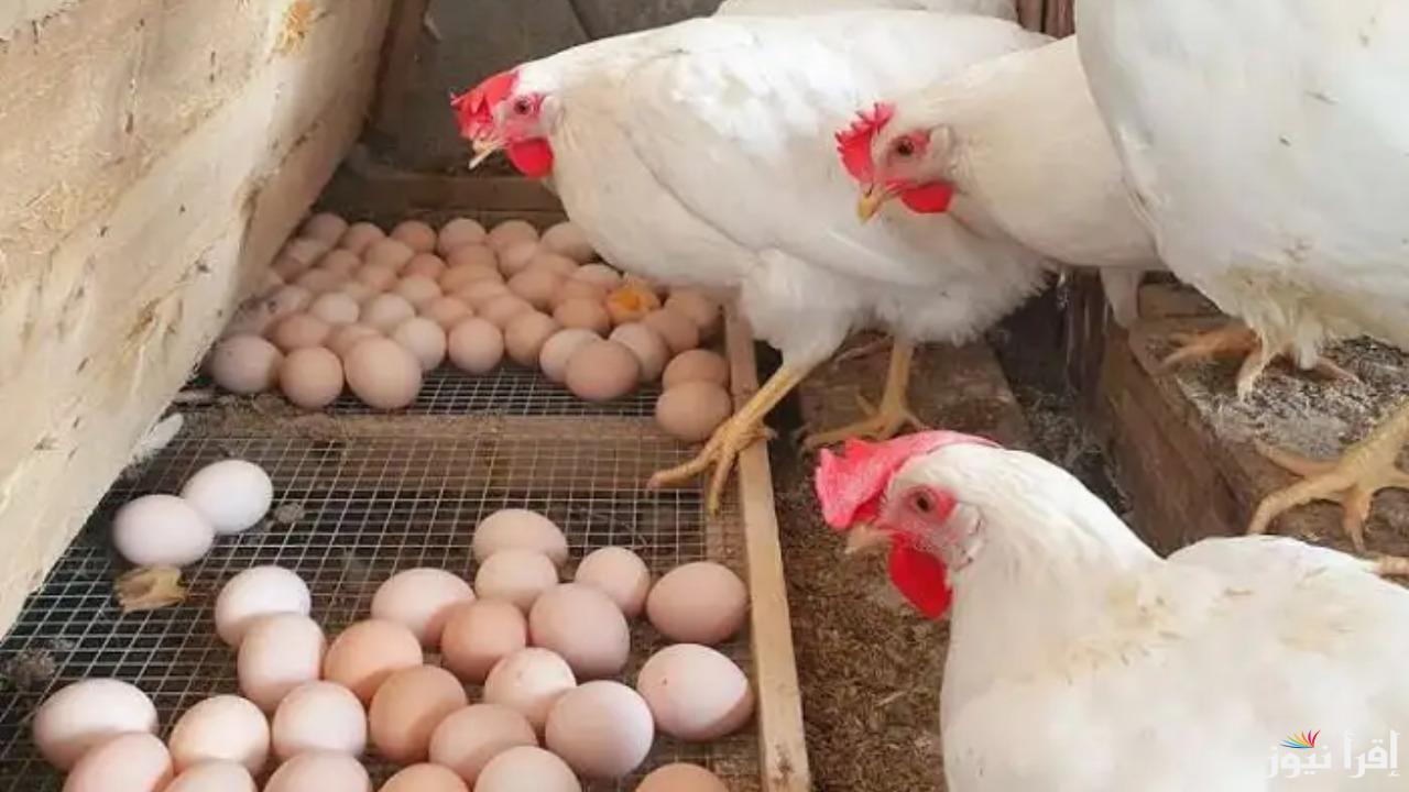 بكام الكيلو بعد الارتفاع؟.. ارتفاع سعر الفراخ البيضاء وكرتونة البيض بالأسواق اليوم الأحد 8 ديسمبر 2024