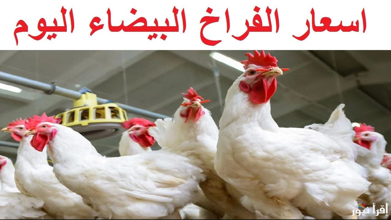 أسعار الفراخ البيضاء في بورصة الدواجن اليوم الأربعاء 25 ديسمبر 2024 وفقا لأخر تحديث
