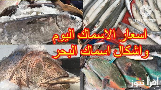 ” بوري ومشوي” أسعار السمك اليوم الخميس 12 ديسمبر 2024 في جميع الأسواق المحلية