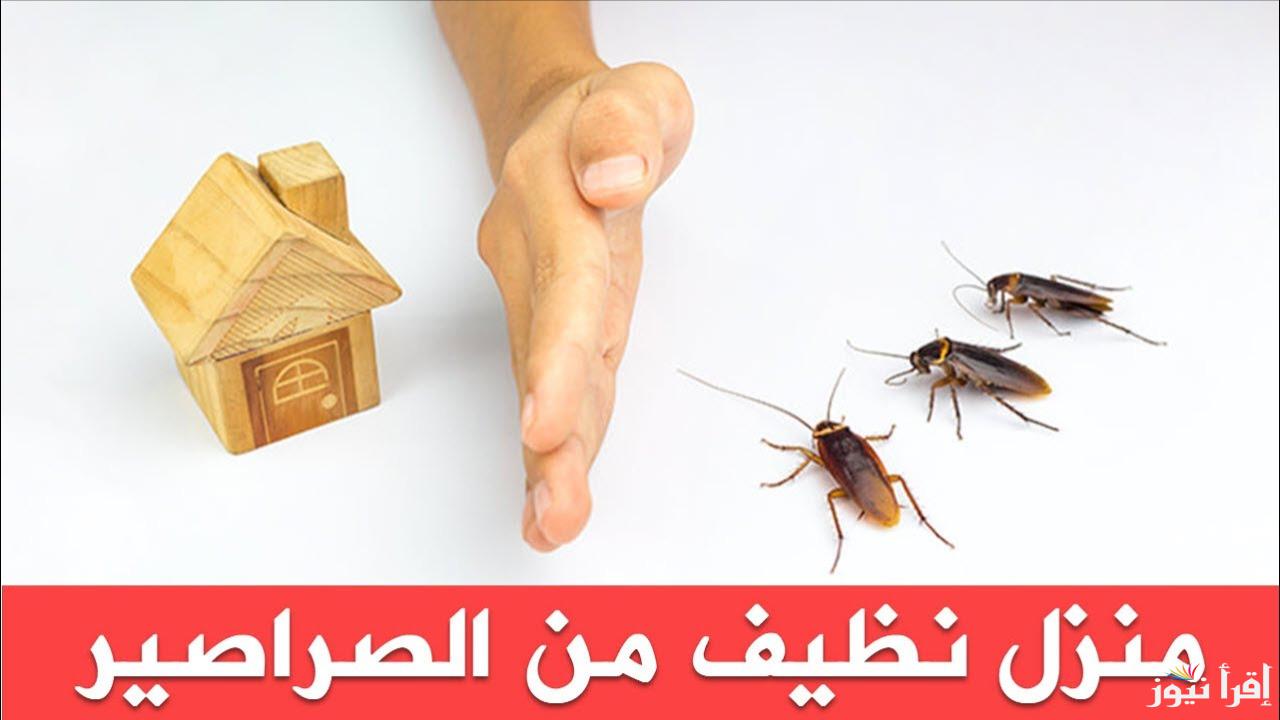خلي بيتك خالي من الحشرات!.. طريقة سحرية لطرد الصراصير والنمل بدون مبيدات حشرية