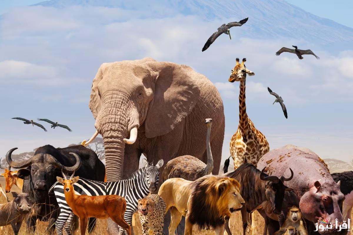 تردد قناة كوكب الحيوانات الجديد 2025 Animal Planet على عرب سات ونايل سات لمشاهدة برامج وأفلام الأطفال الممتعة والمناسبة لجميع الأعمار