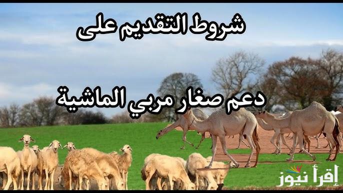 موعد صرف دعم المواشي 2024/1446 السعودية وشروط الحصول علية عبر موقع وزارة الزراعة