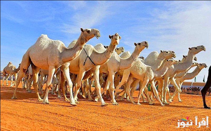 رابط تصويت الصياهد لمسابقة منقية الجزيرة العربية 2024-2025 وجائزة افضل إبل هذا العام