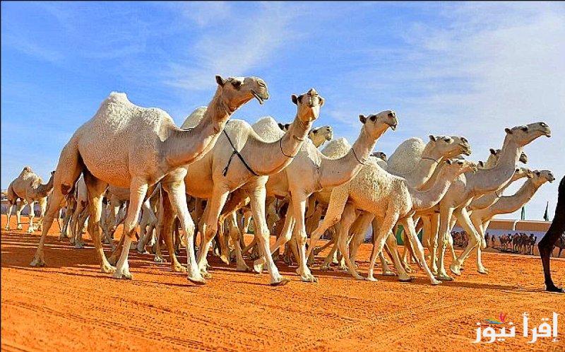“شارك الآن” رابط تصويت الصياهد لمسابقة منقية الجزيرة العربية 1446/2025 والشروط المطلوبة
