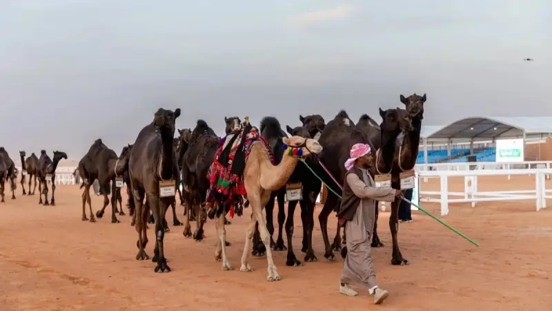 من هنا.. رابط تصويت الصياهد لمسابقة منقية الجزيرة العربية 1446/2025 عبر المنصة الالكترونية raialnadhar وأهم الشروط المطلوبة للتصويت