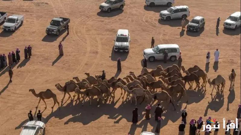 رابط تصويت منقية الجزيرة سمارات عبر منصة راعي النظر 2024/2025 عبر raialnadhar