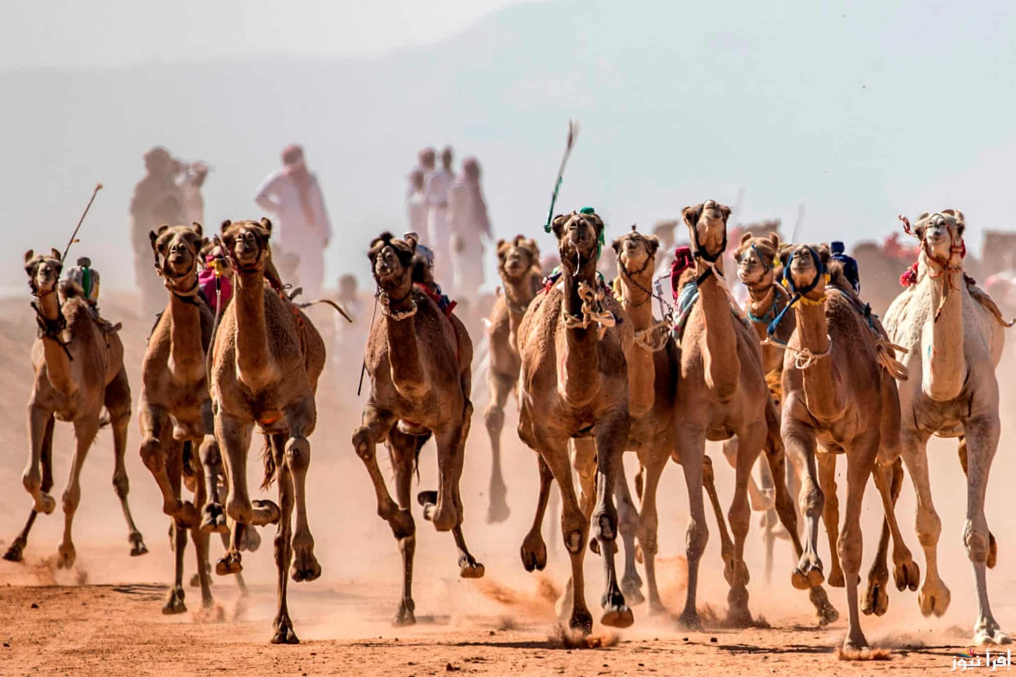 رابط تصويت الصياهد منقية الجزيرة 2024/2025 منقية سمارات ضد منقية شامخات الشقح والوصول الي النهائيات