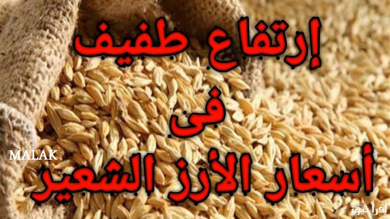 بكام الاردب النهاردة| سعر الأرز الشعير اليوم الأحد 15-12-2024 في الاسواق المحلية