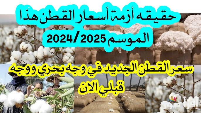 “الموسم دا غير” سعر القطن في مزاد اليوم الخميس 19 ديسمبر 2024 في جميع المحافظات المصرية