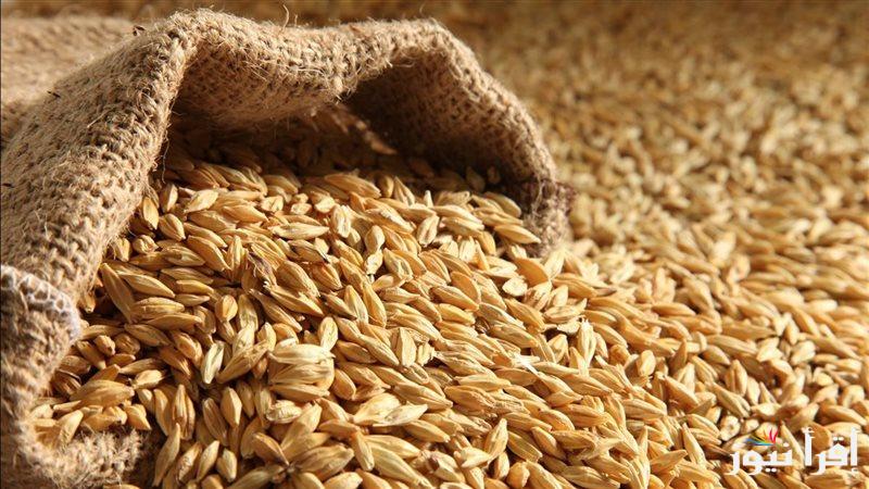 بكام النهاردة… سعر طن الارز الشعير اليوم 31 ديسمبر 2024 للمستهلك والتاجر في مختلف الأسواق والمحلات