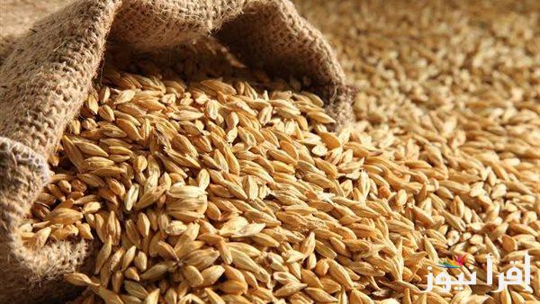 الحبة العريضة بكام النهاردة؟ .. سعر طن الأرز الشعير اليوم الخميس 19 ديسمبر 2024 والأرز الأبيض في الأسواق
