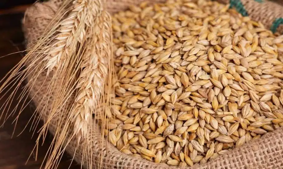 الحبة العريضة وصلت كام ؟..سعر طن الأرز الشعير اليوم الخميس 19 ديسمبر 2024 في الأسواق المصرية وأبرز فوائدة
