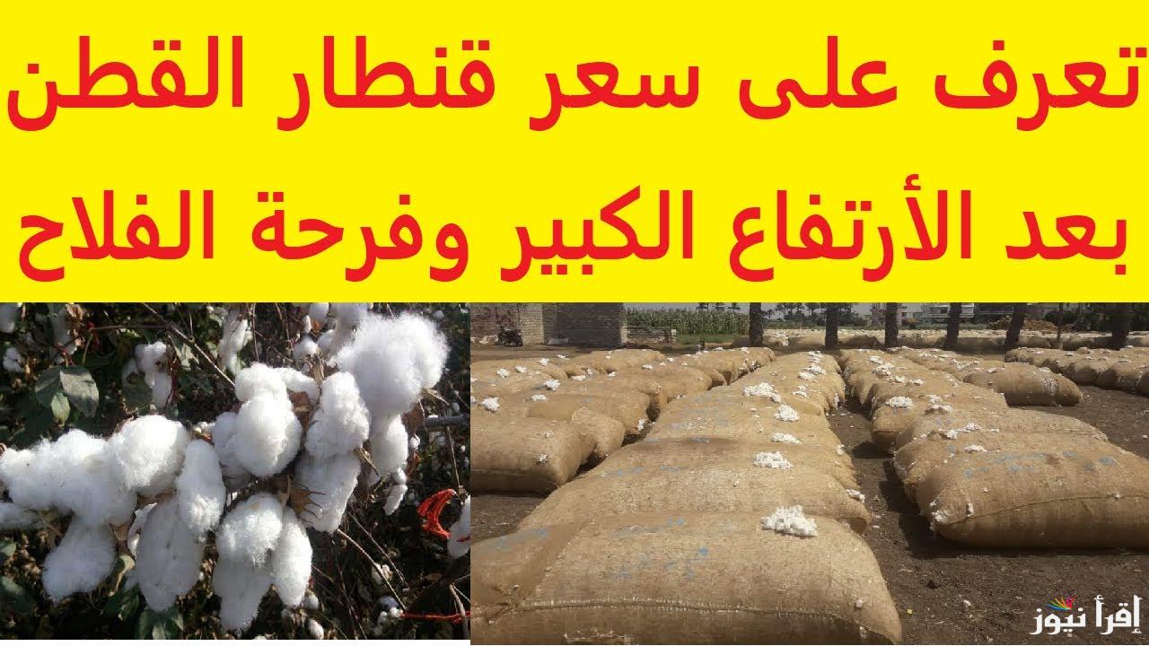 طويل التيلة وصل كام ؟..سعر قنطار القطن اليوم الثلاثاء 17 ديسمبر 2024 في المحافظات المختلفة