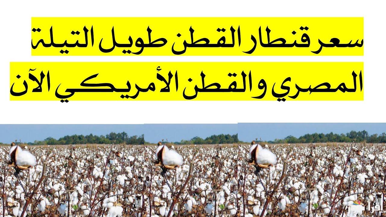 طويل التيلة بكام؟ .. سعر قنطار القطن اليوم الخميس 5 ديسمبر 2024 بكافة المحافظات القبلي والبحري