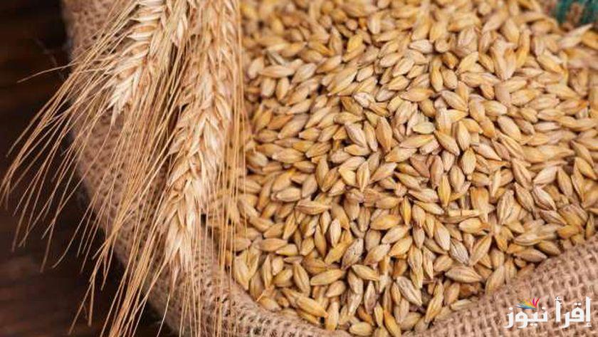 “عريض الحبة وصل كام” سعر طن الأرز الشعير اليوم الجمعة 20 ديسمبر 2024 داخل الأسواق وأسعار السلع الأساسية