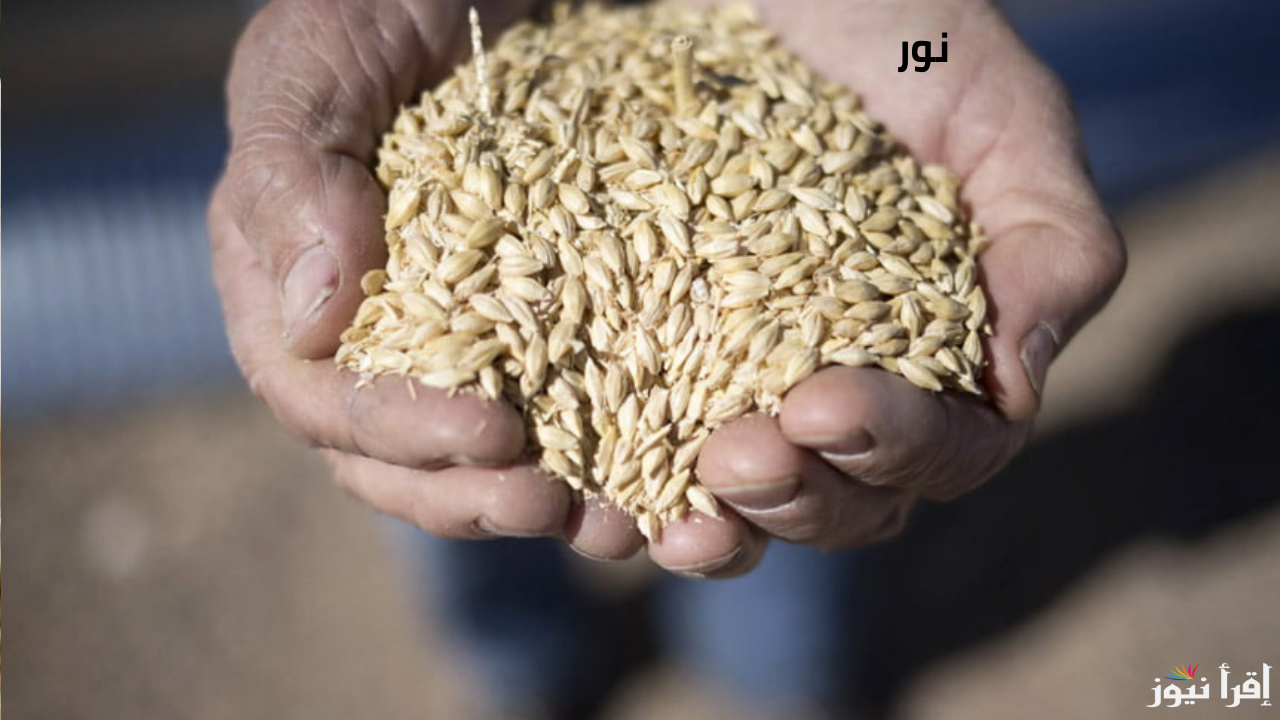 سعر طن الأرز الشعير اليوم 2 ديسمبر للمستهلك وجميع منافذ البيع