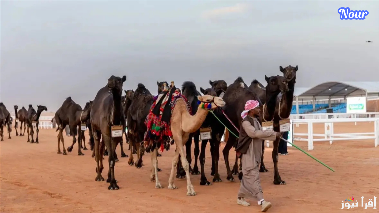 رابط تصويت الصياهد عبر منصة راعي النظر شارك بصوتك الآن في مسابقة منقية الجزيرة بالسعودية