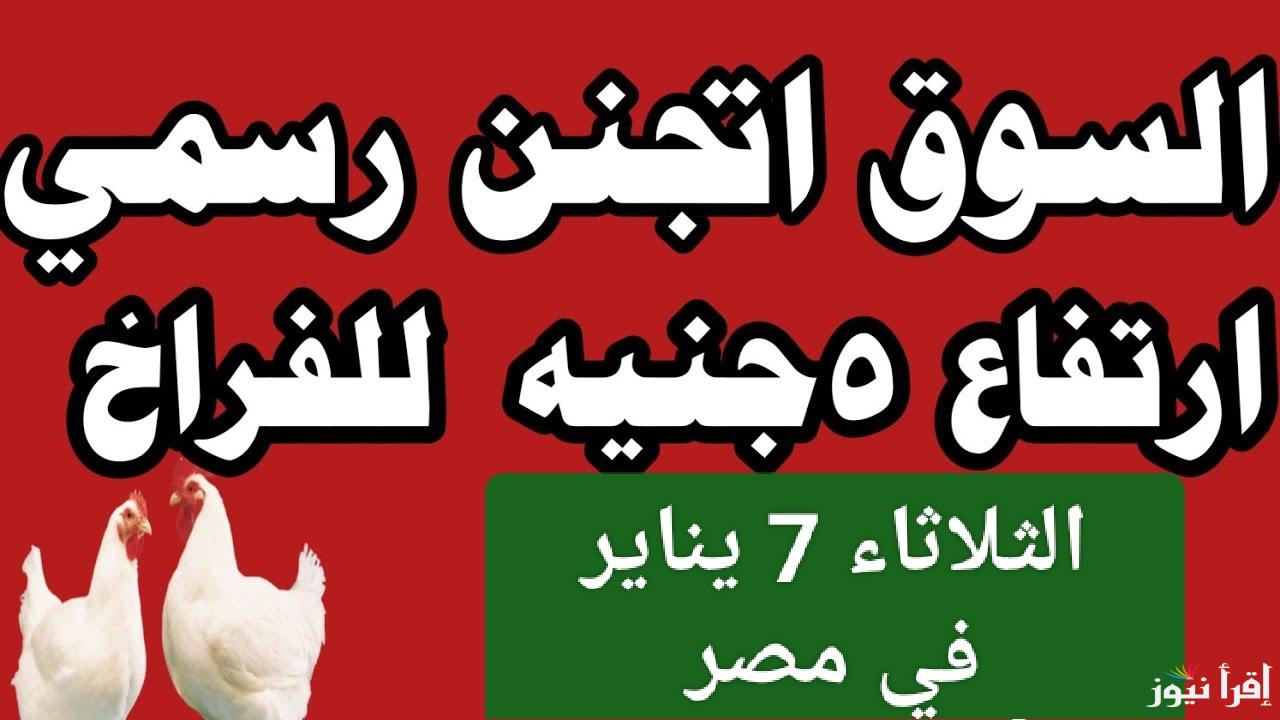 5 جنيه زيادة على الكيلو.. إرتفاع أسعار الفراخ البيضاء اليوم الثلاثاء 7 يناير 2025 في مصر