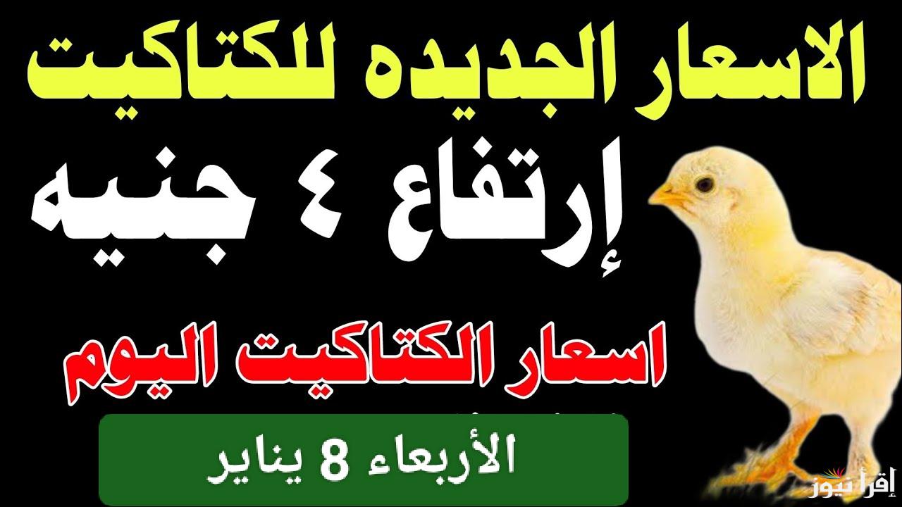 من البيضة للسعر النهائي.. أسعار الكتاكيت اليوم الاربعاء 8 يناير 2025 في مصر