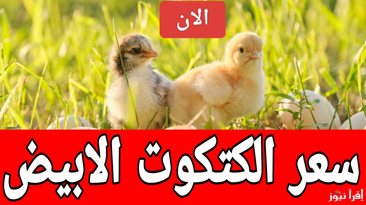 الخرصاوي ركب الطيارة.. سعر الكتكوت الابيض اليوم الإثنين 20 يناير 2025 في مصر