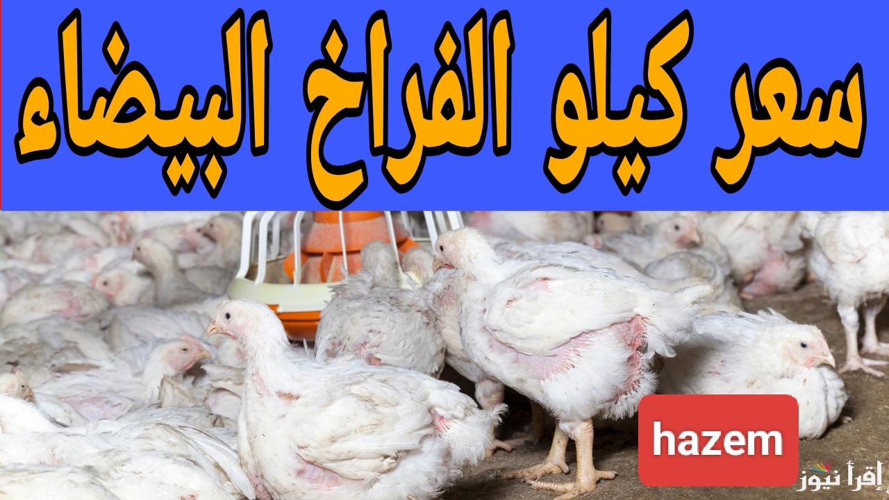 جهزي قرشين واشتري قبل رمضان.. سعر كيلو الفراخ البيضاء اليوم في المزارع الإثنين 20 يناير 2025