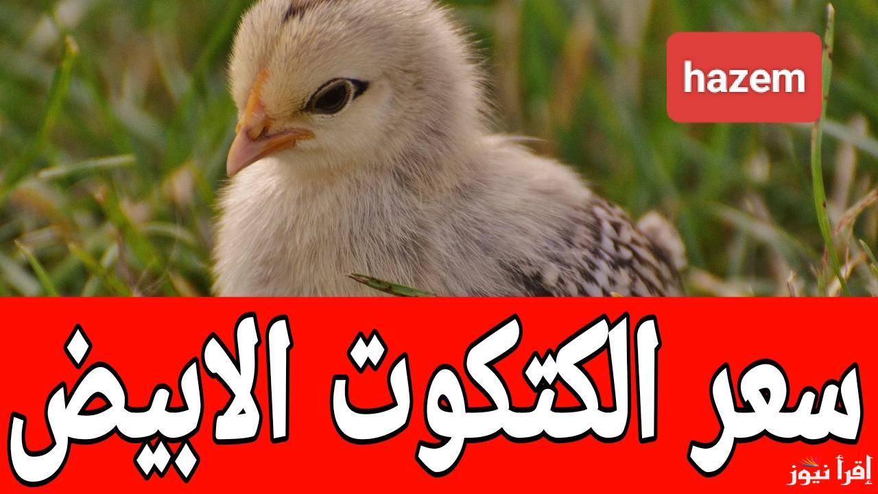 مفاجأة قبل رمضان.. سعر الكتكوت الابيض اليوم الثلاثاء 21 يناير 2025 في المزارع