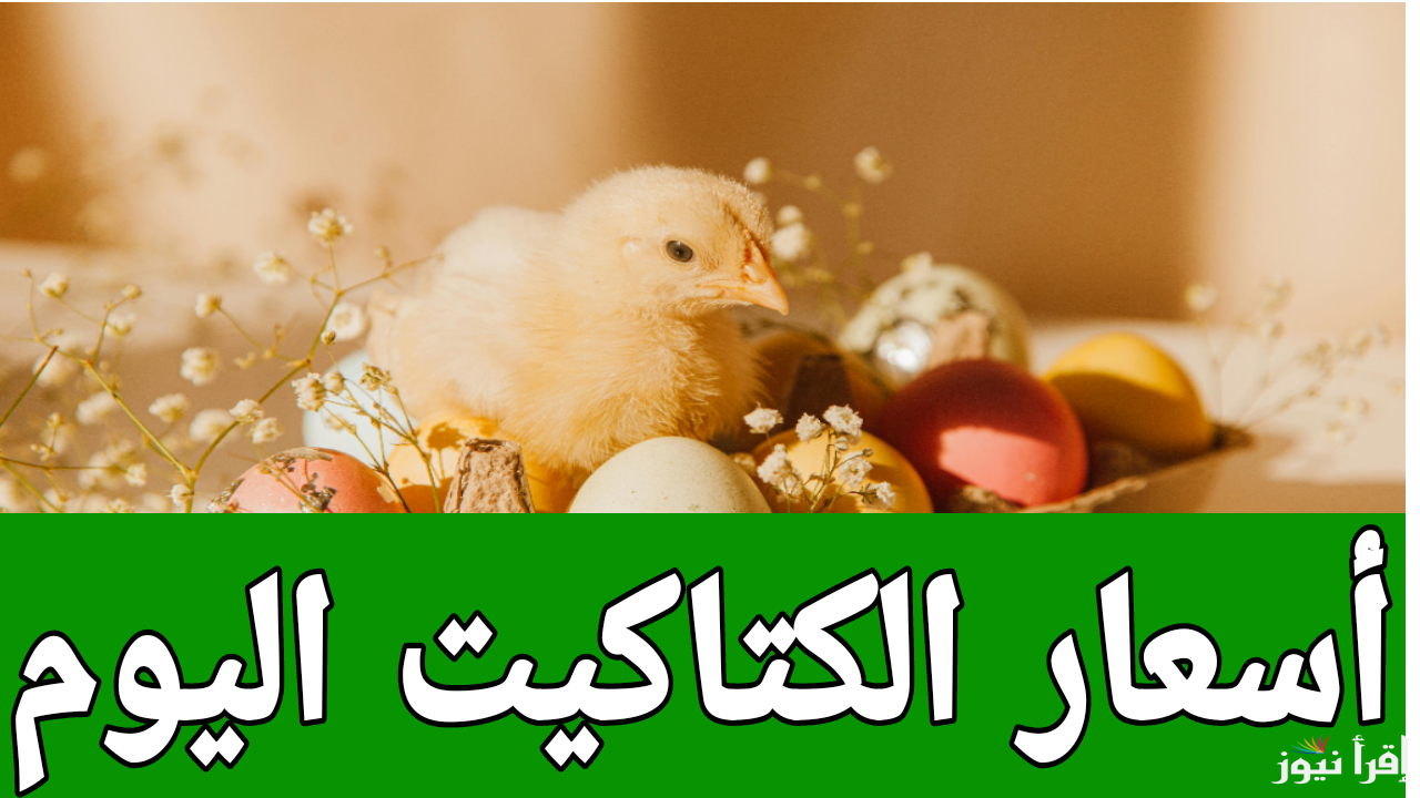 على عينك يا تاجر.. أسعار الكتاكيت اليوم الخميس 16 يناير 2025 في المزارع والمعامل