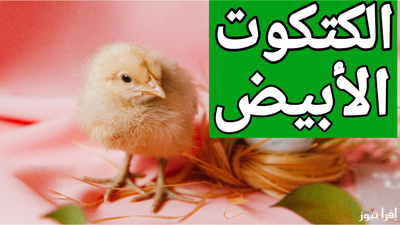 كله بالأسعار الجديدة.. سعر الكتكوت الابيض اليوم الخميس 2 يناير 2025