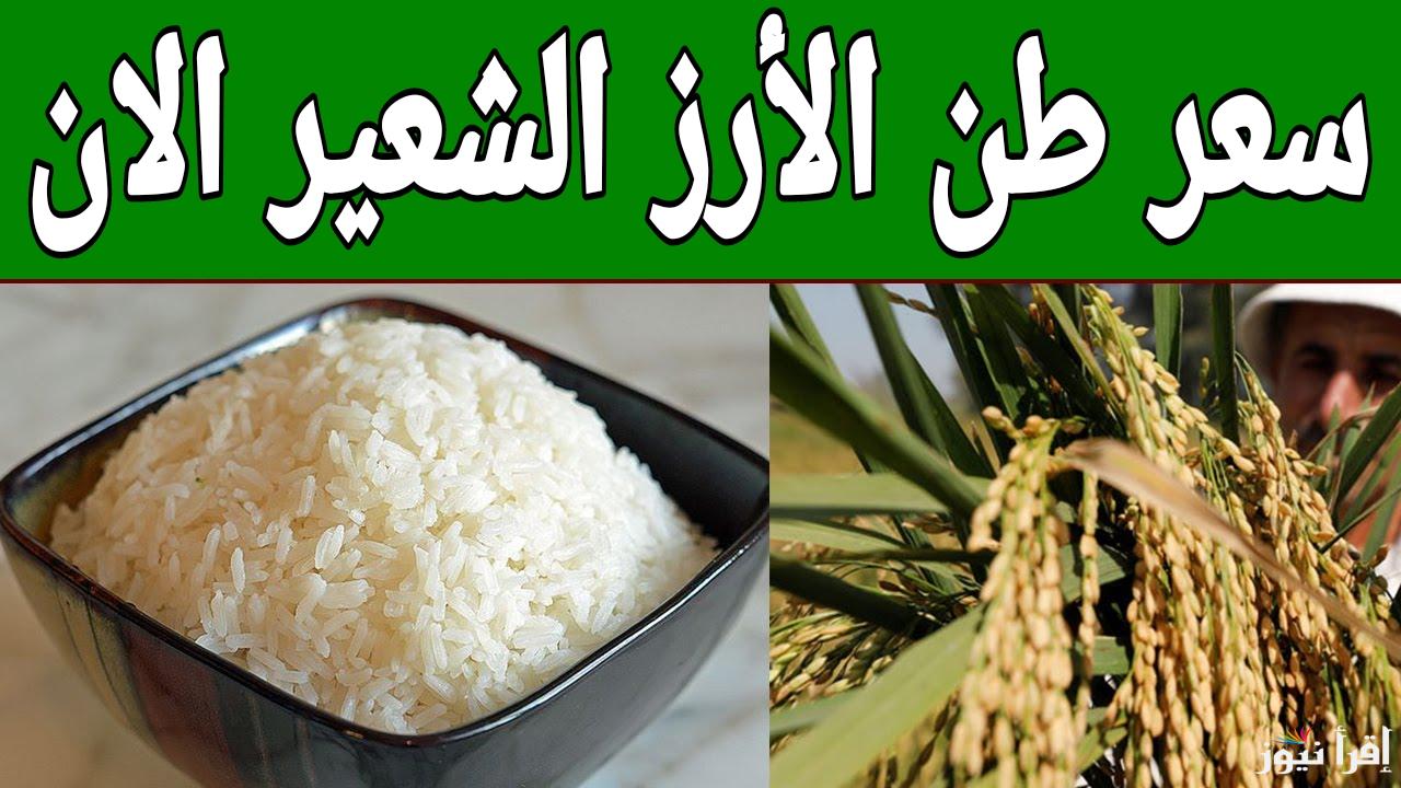 من الفلاح للتاجر.. سعر طن الأرز الشعير الان السبت 4 يناير 2025 في مصر
