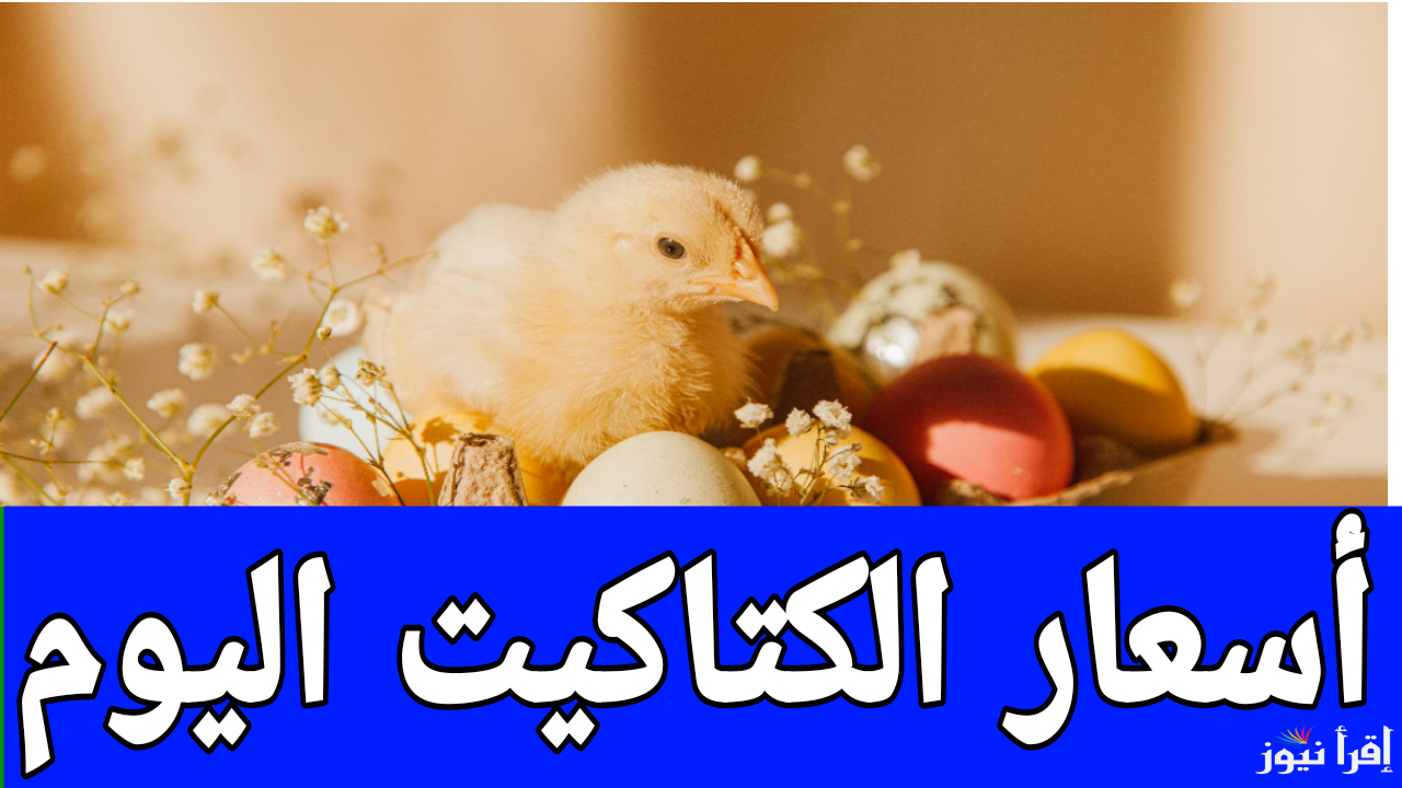 كتكوت الشركات بكام.. أسعار الكتاكيت اليوم السبت 4 يناير 2025 في مصر