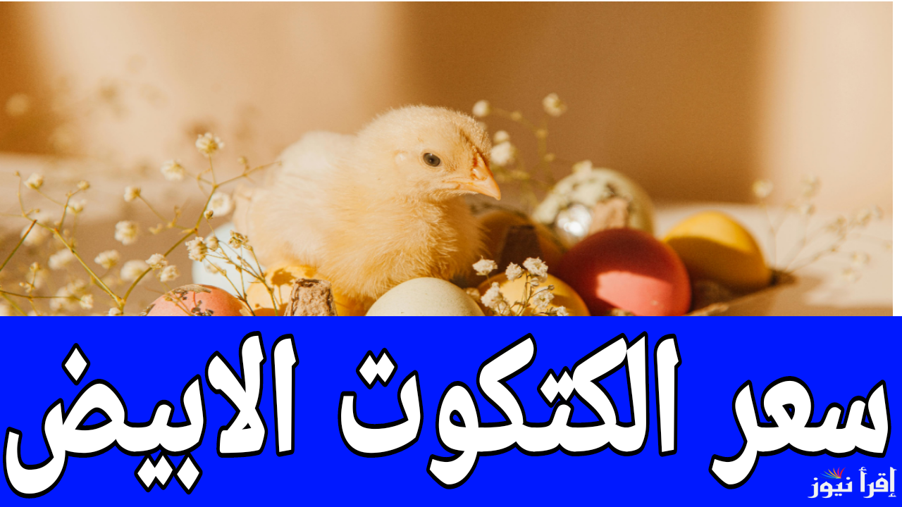 من أول 13 لحد 43 جنيه.. سعر الكتكوت الابيض اليوم الأحد 5 يناير 2025 في مصر
