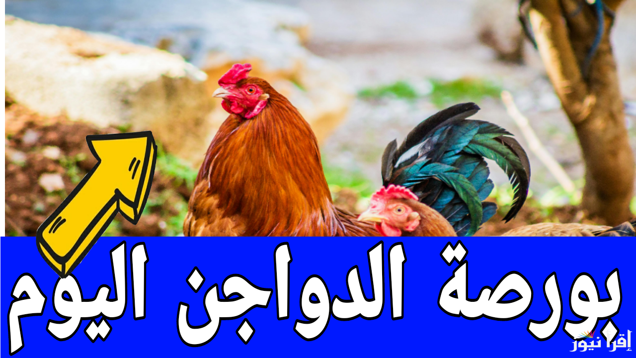 130 جنيه للكيلو البلدي.. بورصة الدواجن اليوم أسعار الفراخ البيضاء الأحد 5 يناير 2025 في مصر