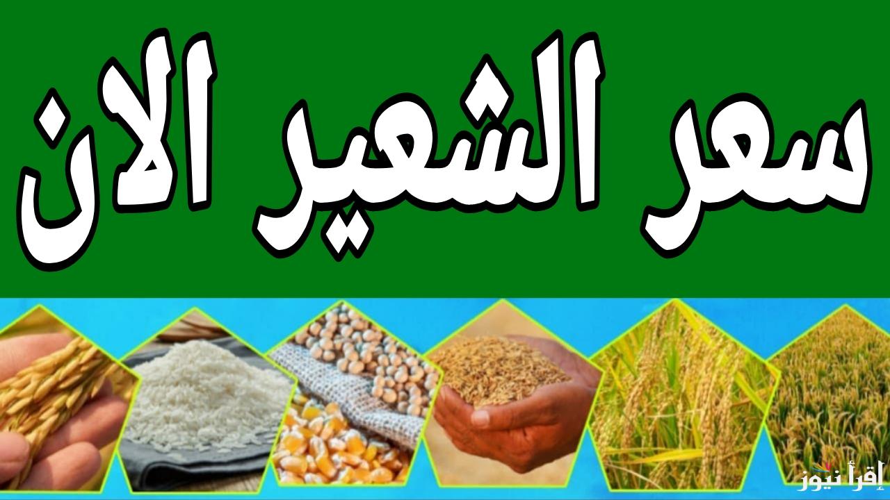 بين تلاعب التجار ورحمة الفلاحين.. سعر طن الأرز الشعير الان الأربعاء 8 يناير 2025