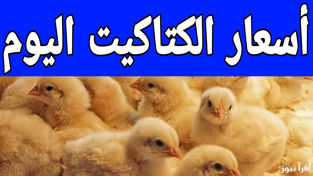 الكتكوت عامل قلق قبل رمضان.. أسعار الكتاكيت اليوم الثلاثاء 14 يناير 2025 في مصر