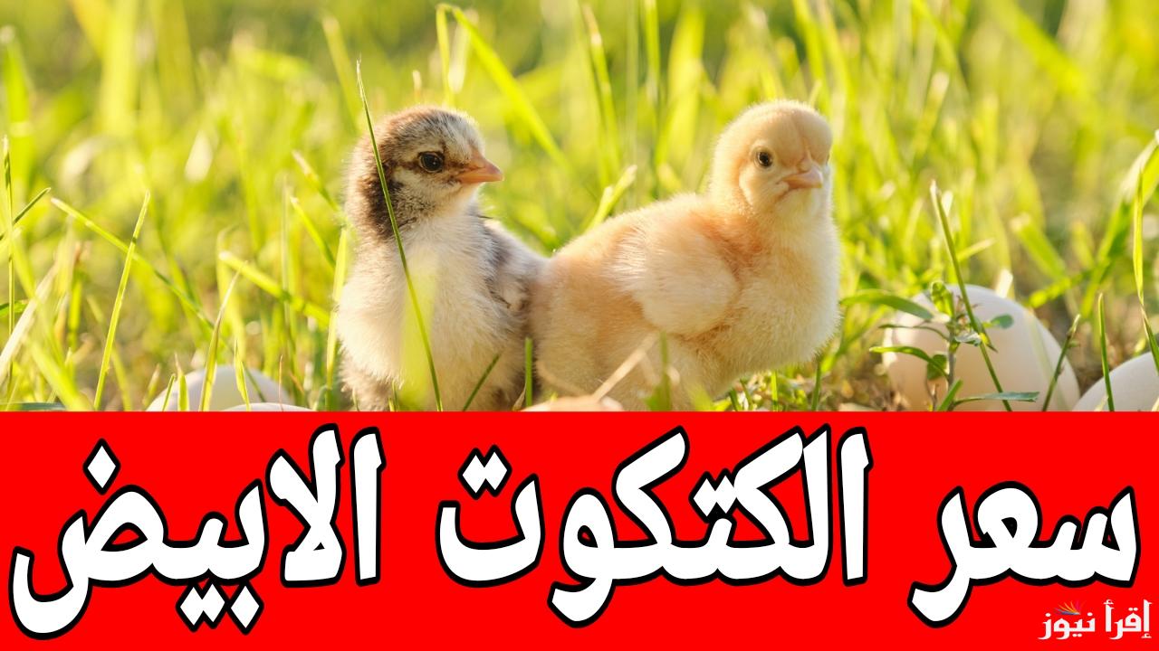 الكتاكيت على صفيح ساخن.. سعر الكتكوت الابيض اليوم الثلاثاء 14 يناير 2025 في مصر