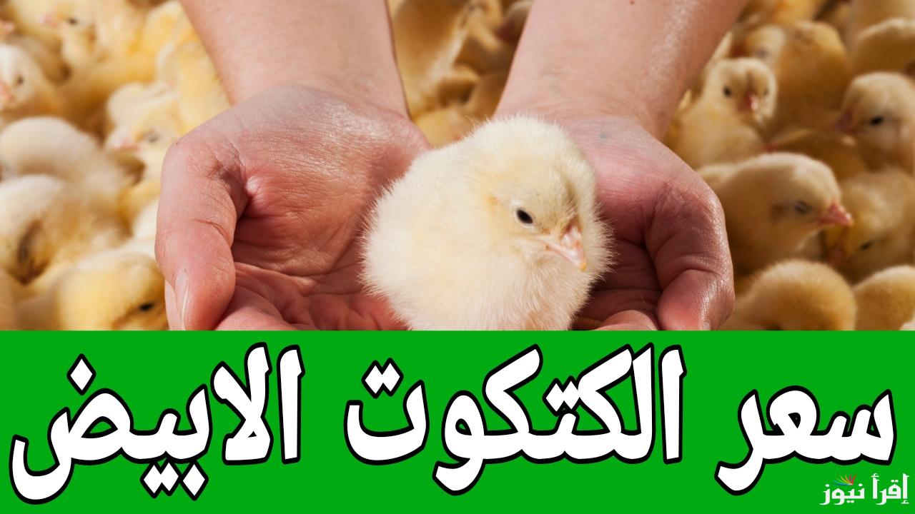 هتربي في رمضان ولا هتشتري.. سعر الكتكوت الابيض اليوم الخميس 16 يناير في المزارع