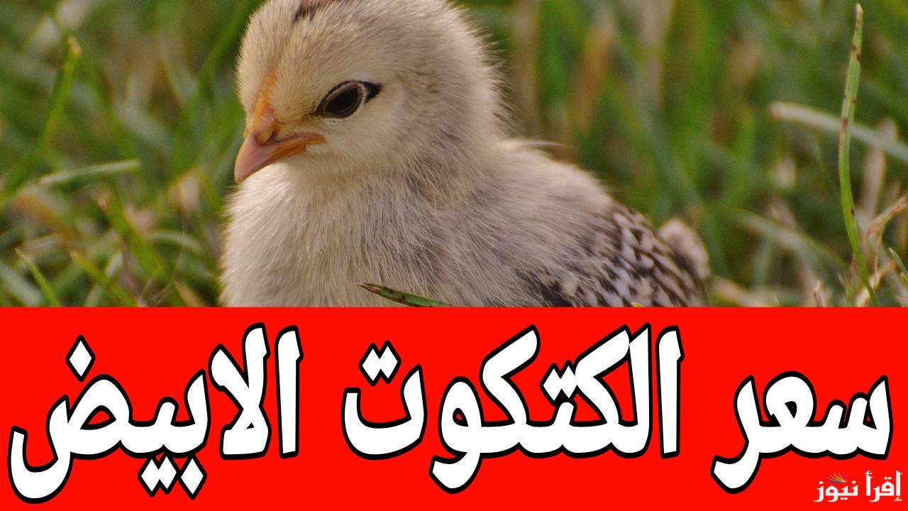 روزي بيور على قد فلوسك.. سعر الكتكوت الابيض اليوم الجمعة 17 يناير 2025 في مصر