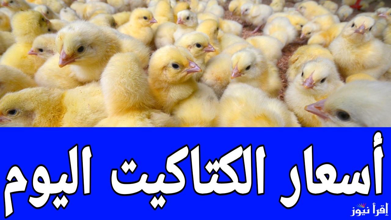 الكتكوت البلدي طائر في السماء.. أسعار الكتاكيت اليوم الجمعة 17 يناير 2025 في المعامل والمزارع