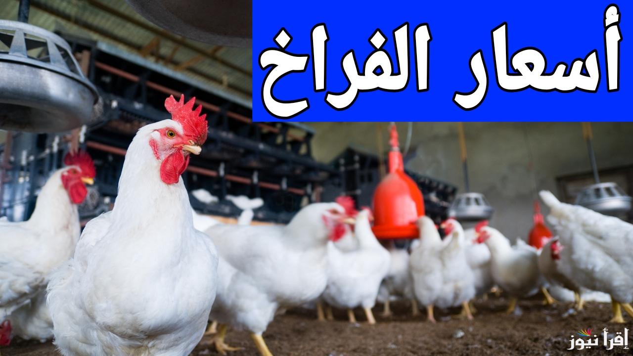 بورصة الدواجن الان.. سعر الفراخ البيضاء اليوم السبت 18 يناير 2025 في مصر