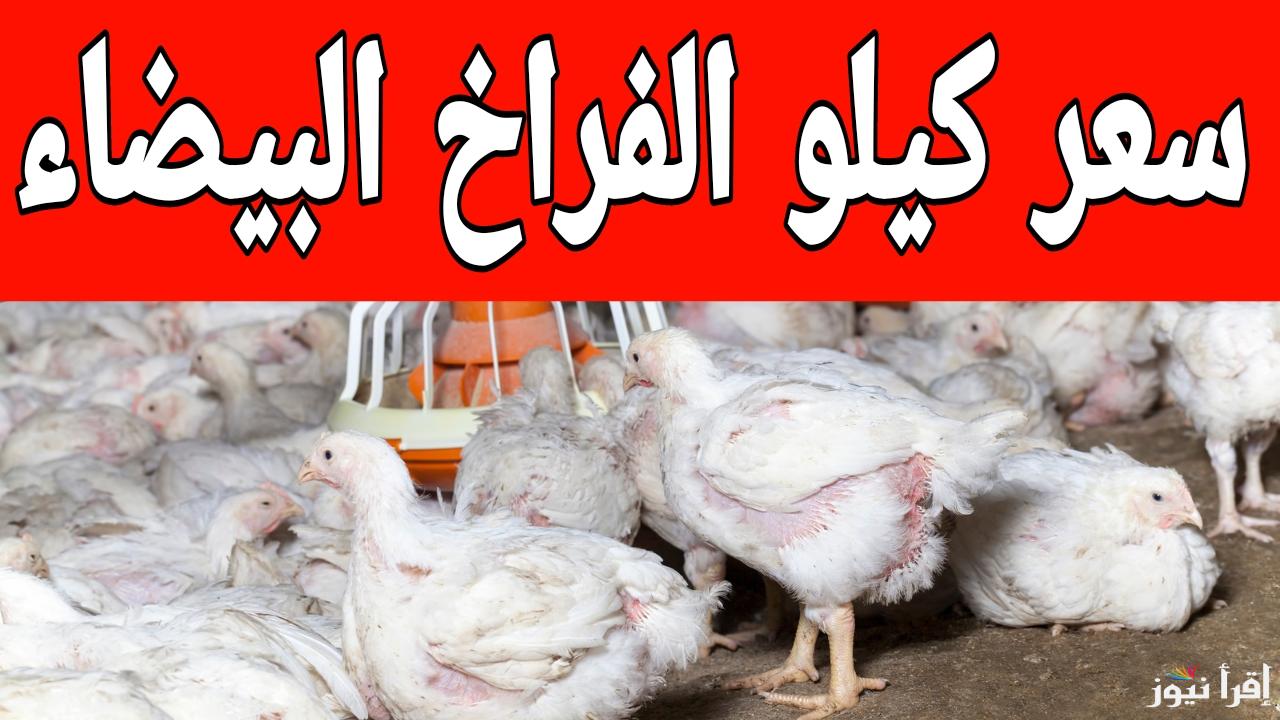 الدواجن عاملة قلبان في السوق.. سعر كيلو الفراخ البيضاء اليوم في المزارع الاحد 19 يناير 2025 2025