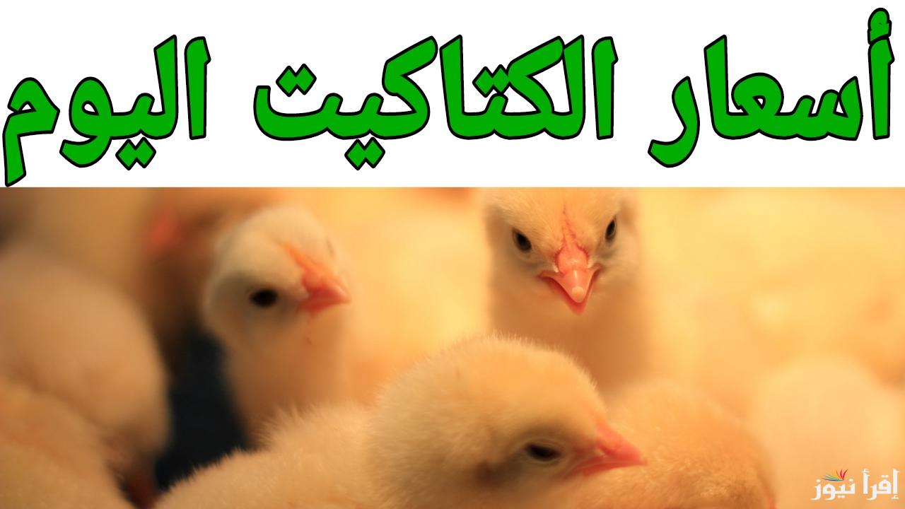 الان.. أسعار الكتاكيت اليوم في يناير 2025 في المزارع والمعامل المصرية