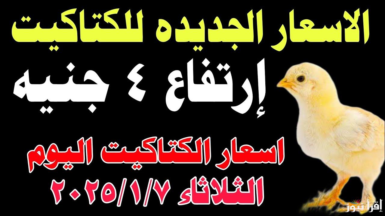 لعبة الأسعار اللي مجننة الناس.. سعر الكتكوت الابيض اليوم الثلاثاء 7 يناير 2025 في مصر