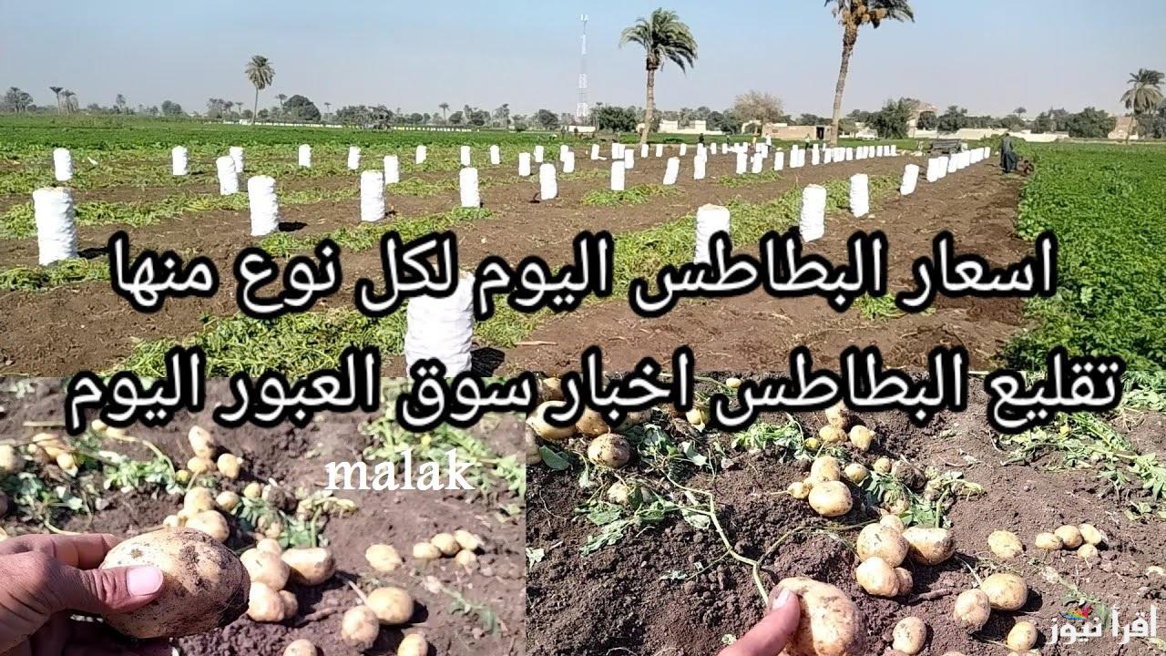 وصلت كام النهاردة ؟ .. أسعار البطاطس اليوم في سوق العبور