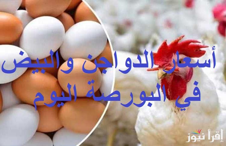 الفراخ البيضاء بكام .. أسعار الدواجن والبيض في البورصة اليوم الخميس 16 يناير 2025 بعد الارتفاع الأخير